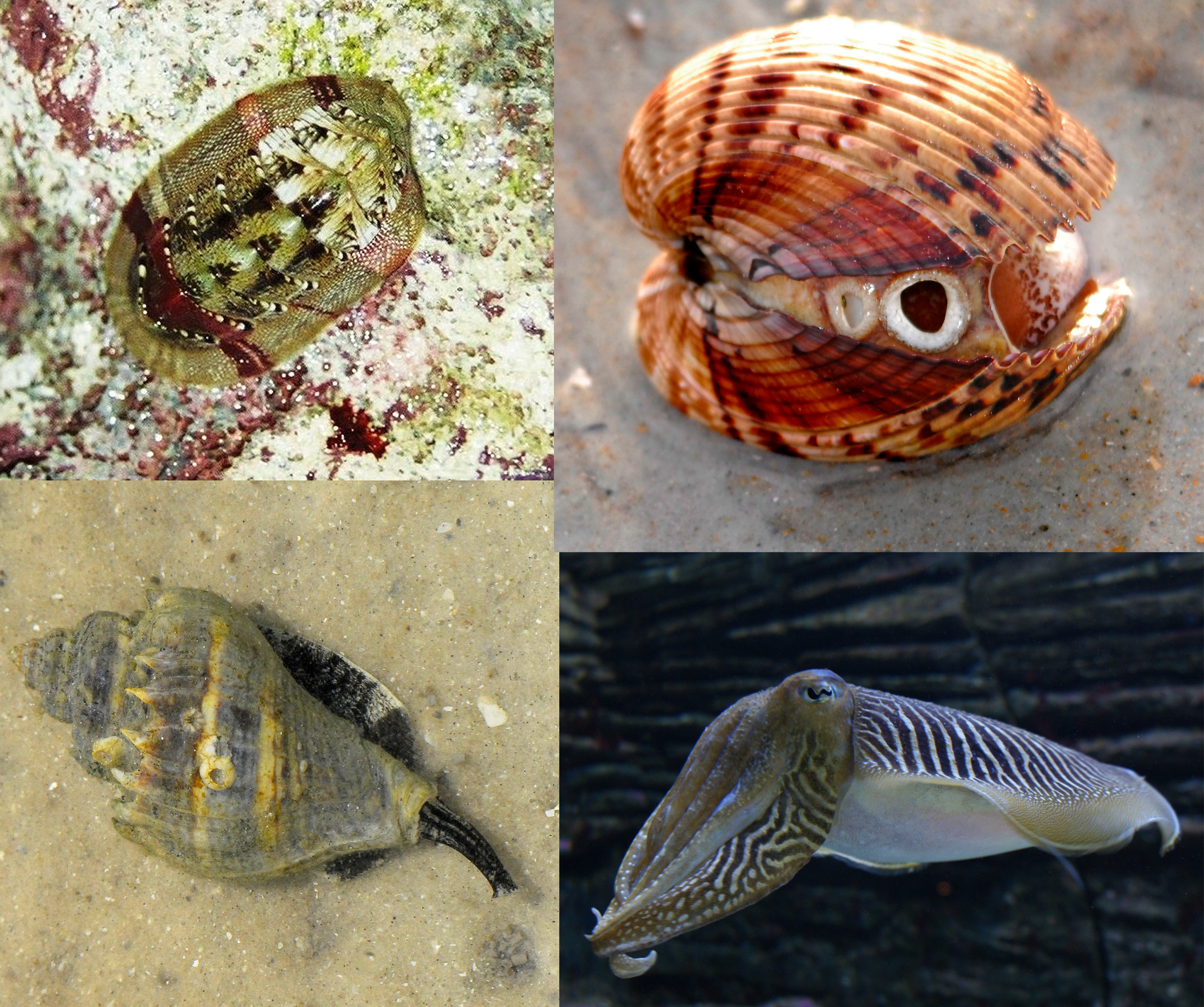 Mollusca_diversity