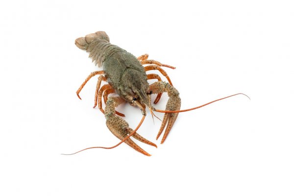 depositphotos_42684493-stock-photo-river-raw-crayfish